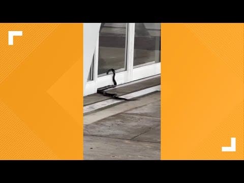 WATCH: Snake (almost) on a plane? Wild video shows serpent trying to slither into DFW Airport