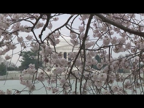 Preview of the 2024 Cherry Blossoms Bloom
