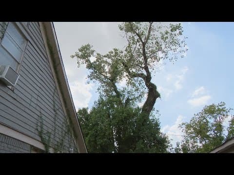Third Ward woman says neighbor's tree knocked out power, damaged home — but owner won't respond
