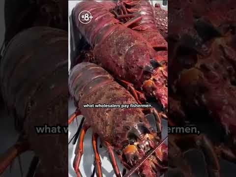 Have lobster prices really gone down?