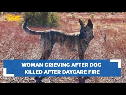 Seattle woman grieving after one dog killed, another goes missing following doggy daycare fire