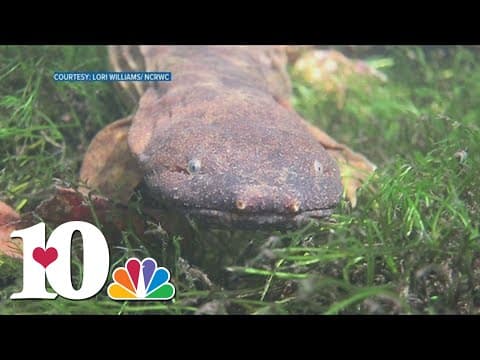 Hellbender salamanders facing population drop