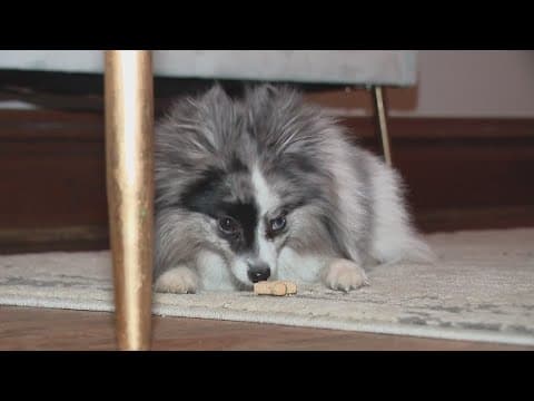 Columbus woman seeks justice after claiming her dog was mishandled