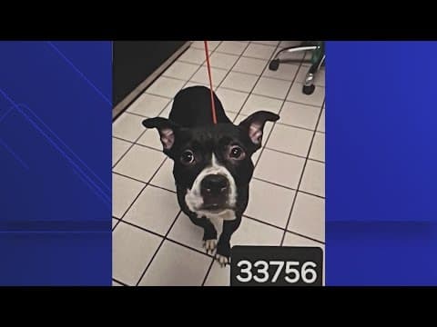 'Dexter the dog' trial: Testimony begins in gruesome animal cruelty case