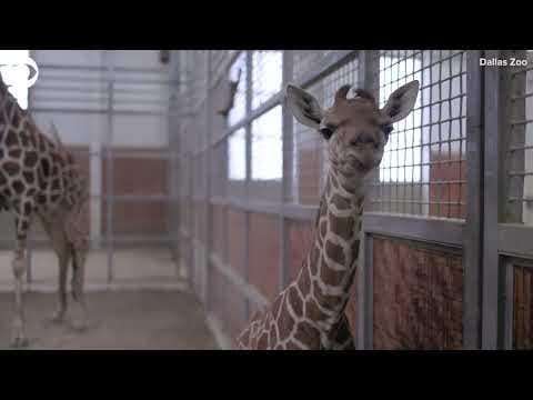 Baby reticulated giraffe born at Dallas Zoo