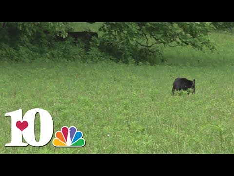 It's World Bear Day!