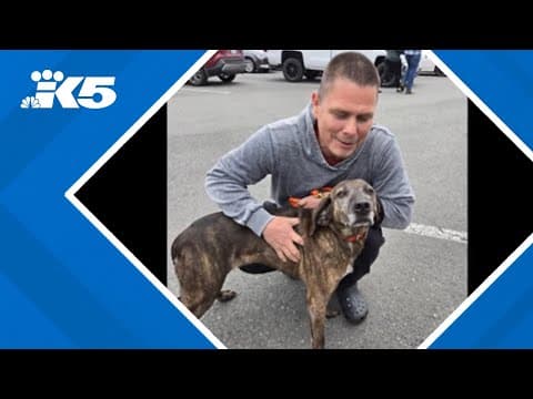 Missing hunting dog returns home