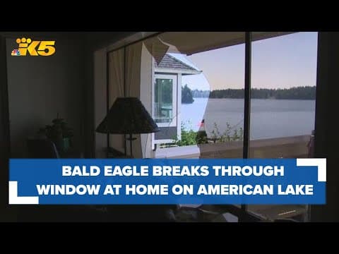 Bald eagle breaks through window at a home on American Lake