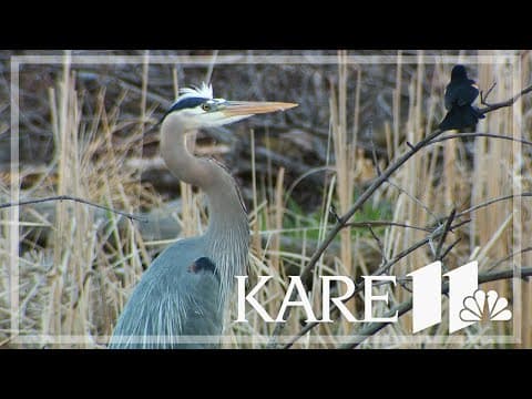 Sunny Sunday brings out the birds in Minnesota