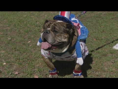English Bulldog wins Patriotic Pet contest on American soil