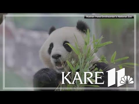 Giant pandas will return to Washington's National Zoo by year's end