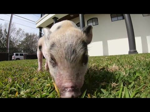 Rescued piglet gets new home and pardon