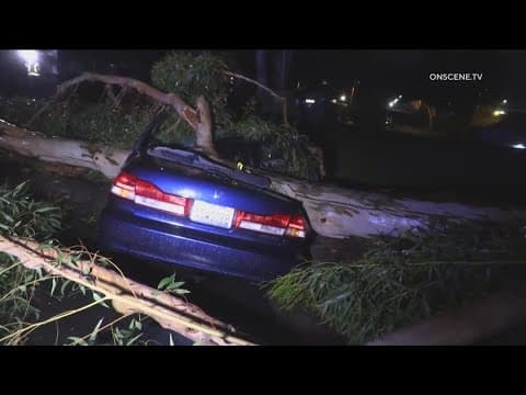 CBS 8 breaks news to driver that his car was smashed by Eucalyptus tree