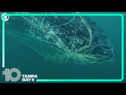 Rescuers free humpback whale stuck in net off coast of Australia