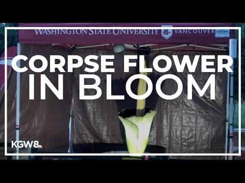 Corpse flower at WSU Vancouver now in bloom