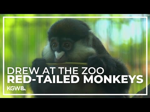 Oregon Zoo welcomes trio of red-tailed monkeys