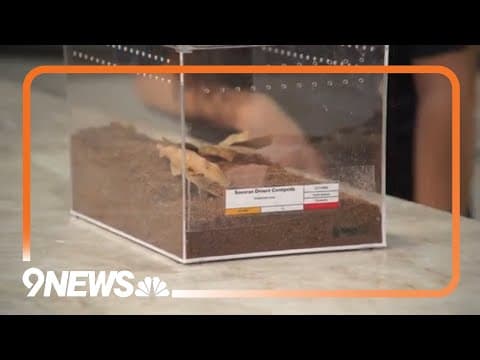 Sunrise Safari: Giant desert centipede