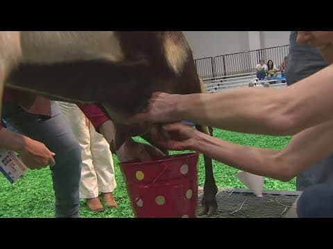 Houstonians participate in celebrity dairy goat milking competition at NRG