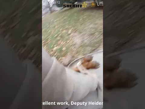 WATCH: Deputy lassos a runaway goat