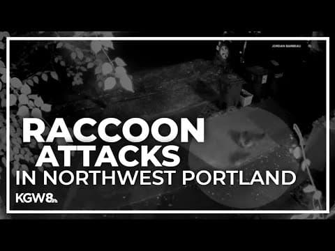 Video shows aggressive raccoon attack in a Northwest Portland neighborhood