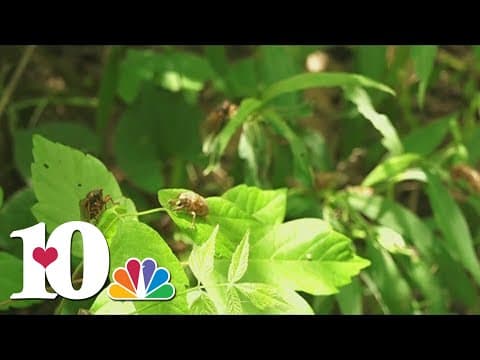 'Periodical' brood of cicadas to reemerge after 13 years in some parts of East Tennessee