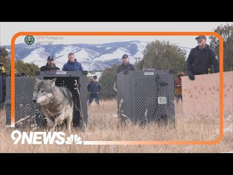 Wolf kills a 2nd calf on western slope, says wildlife officials