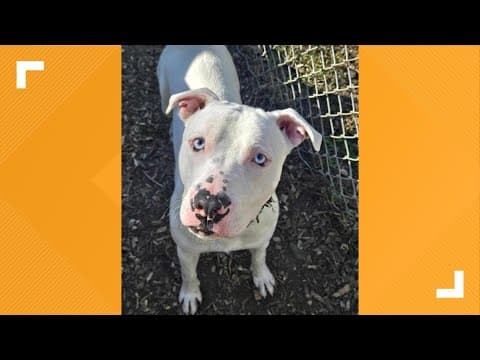 Pets of the Week: 11-9-2024