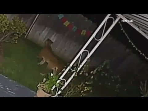 Camera catches mountain lion roaming neighborhood