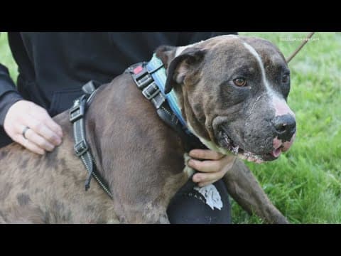 Indianapolis firefighters rescue dog inside of house fire