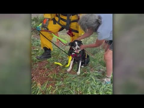 San Diego Humane Society rescues deaf dog from deep Sorrento Valley ravine