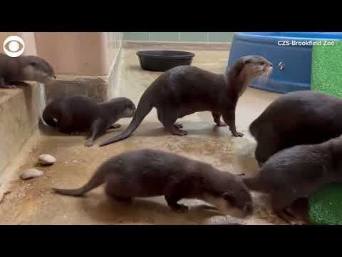 Otter pups at Brookfield Zoo officially have names