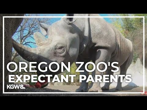 Meet the 2 pregnant pachyderms at the Oregon Zoo