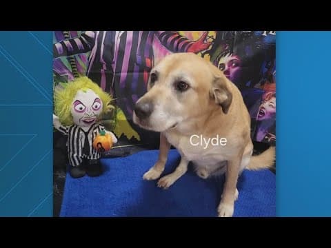 Virginia family impacted by Helene looking for new owners for their dogs