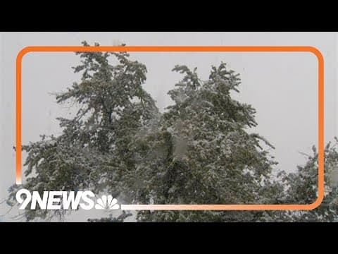 Tips to save your trees before snowstorm ramps up