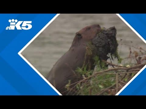 Beavers helping to restore ecosystems