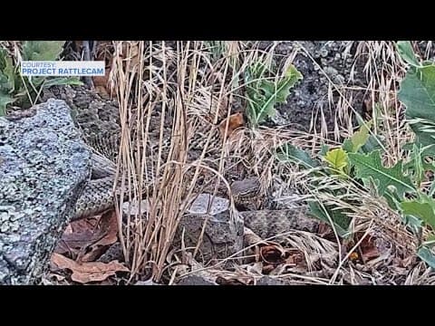 Colorado home to 'mega den' of rattlesnakes