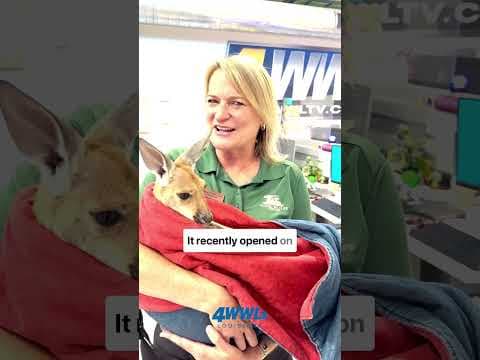 WWL gets a visit from a young kangaroo