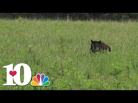 Relocated black bear tracks 1,000 miles across four states