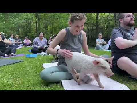 Piglet yoga inspires newcomers and regulars to the ancient Indian wellness practice