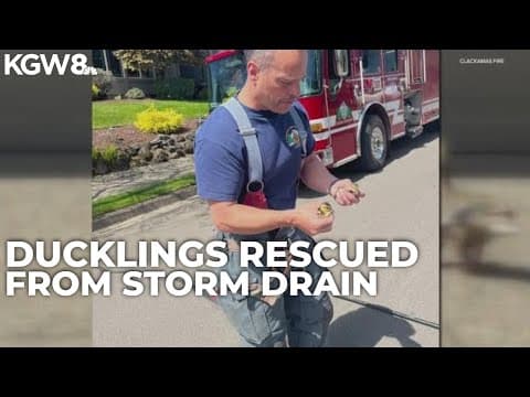 Clackamas Fire rescues ducklings from storm drain