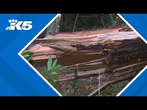 Woman trapped in Bellevue home by bomb cyclone debris