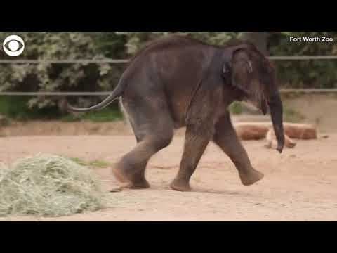 Baby Asian Elephant Calf Makes His Debut at Fort Worth Zoo