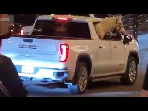 Horse spotted riding in a truck's backseat in Fort Worth's Stockyards