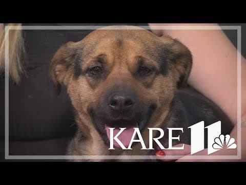 5 reminders for protecting pets in cold weather