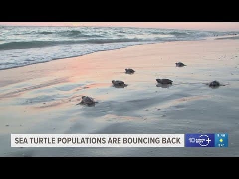 Some endangered species are seeing a 'success story' population increase