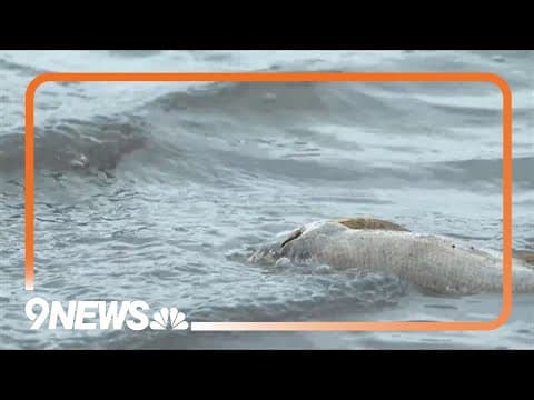 Low water levels kill hundreds of fish in Lake Loveland