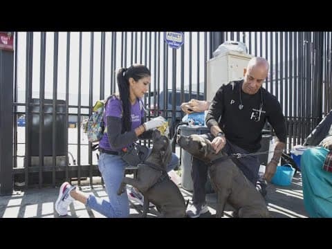 'Project Street Vet' giving veterinary care to pets of owners experiencing homelessness