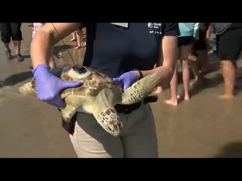 Cold-stunned sea turtles nursed back to health and released in Galveston