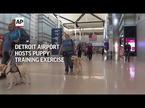 New dogs learn new tricks during puppy training exercise at Detroit airport