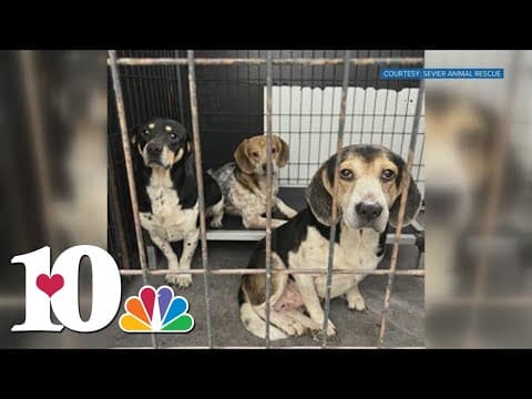 Fosters needed after Sevier Co. rescue takes in 16 dogs in hoarding case